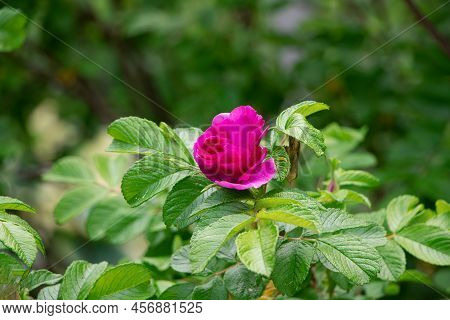 Blooming Rose Rugosa. Rose In The Garden. Pink Rosa Rugosa In Summer Time
