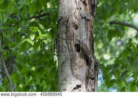 The Northern Flicker (colaptes Auratus) Nesting In Wisconsin. North American Bird.