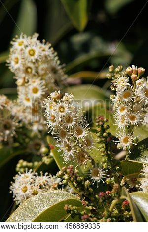 White Flowering Raceme Inflorescences Of Channel Island Cherry, Prunus Ilicifolia Lyonii, Rosaceae, 