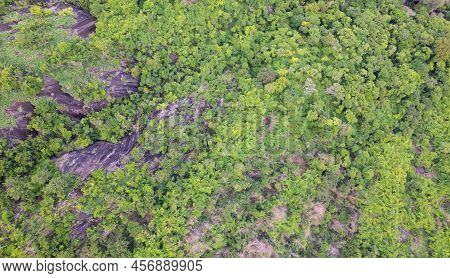 Aerial View Forest Trees Rainforest Ecosystem And Nature Environment Concept And Background. Texture