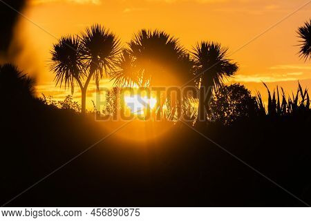 Golden Sky At Sunset Back-lights Nz Cabbage Trees In Silhouette In Okarito, South Island New Zealand