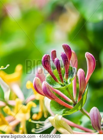 Pink Honeysuckle Buds And Flowers In A Sunny Garden. Lonicera Etrusca Santi Caprifolium,  Woodbine I