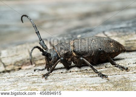 Long-horned Weaver Beetle (lamia Textor) On A Dry Tree Trunk In A Pine Forest