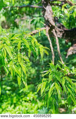 Willow Leaves Wet From Rain. Green Leaves Of Willow During Rain With Drops Fresh At Its Finest On Gr