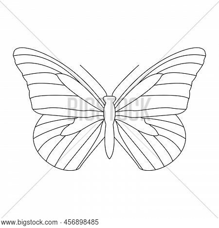 Beautiful Butterfly On White Background Illustration. Coloring Book.