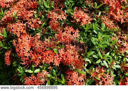 Ixora Flower The West Indian Jasmine Growing In Nha Trang Vietnam