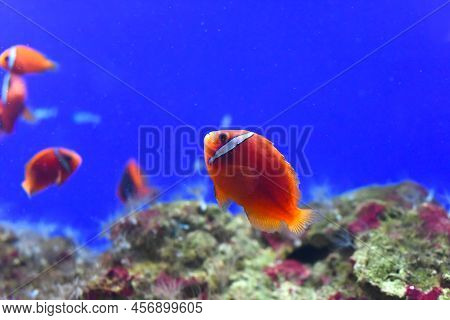 Tomato Clownfish In Aquarium Close Up F
