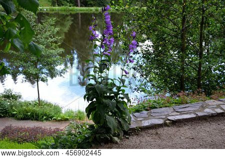 Peach Bellflower Is A Completely Frost-resistant, Perennial, Erect, Sparsely Leafy Herb With A Slopi