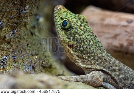 Standing's Day Gecko On Stone, Phelsuma Standingi
