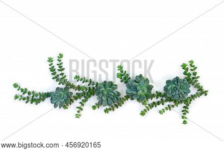 Green Blue Succulents On A White Background With Space For Text. Top View, Flat Lay