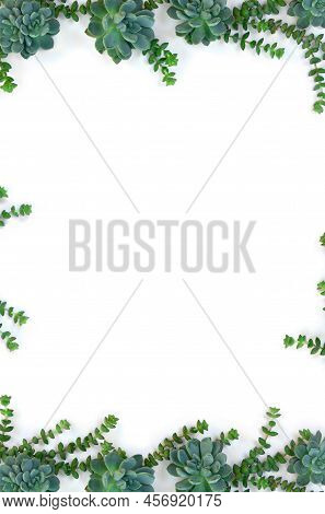 Green Blue Succulents On A White Background With Space For Text. Top View, Flat Lay