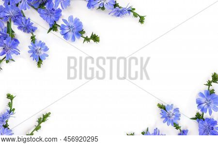 Blue Flowers Chicory ( Cichorium Intybus ) On White Background With Space For Text. Top View, Flat L
