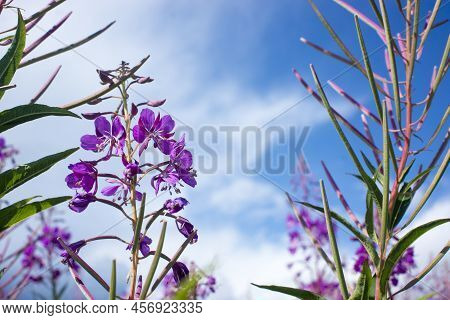 Blooming Willow Herb, Ivan Tea On Blue Sky. Willow-herb Meadow. Willow-herb Tea, Lilac Plants Ivan T