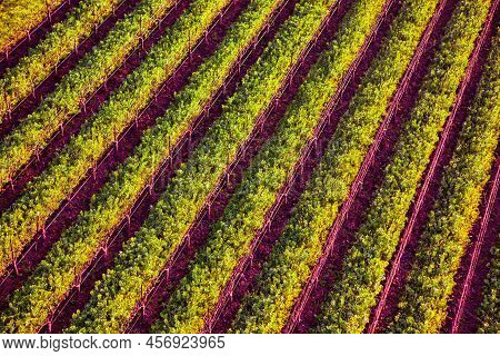 Napa, United States - February 17 2013 : An Aerial View Of Vine Yard Fields In Napa During A Hot Air