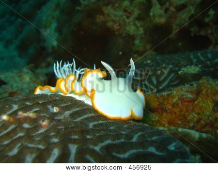 Beyaz Nudibranch