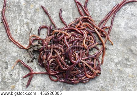 Breeding Red Worms Dendrobena. Fertile Soil. Natural Soil Improvement. Fishing Worms