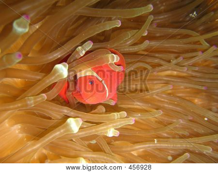 Pesce pagliaccio