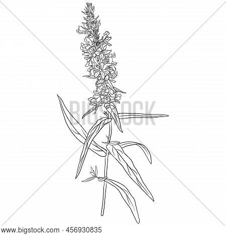 Purple Loosestrife, Lythrum Salicaria, Vector Drawing Wild Plant Isolated At White Background , Hand