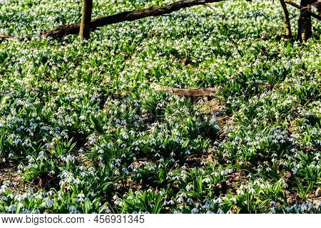White Blooming Snowdrops (galanthus Nivalis) At Forest On Early Spring. Natural Background