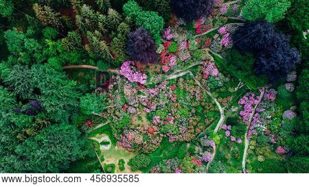 Aerial Top Down View Of Colorful Blooming Rhododendron Shrubs Among The Trees In The Oasi Zegna, Nat