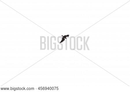 A Flying Eagel Isolated On A White Backgound.