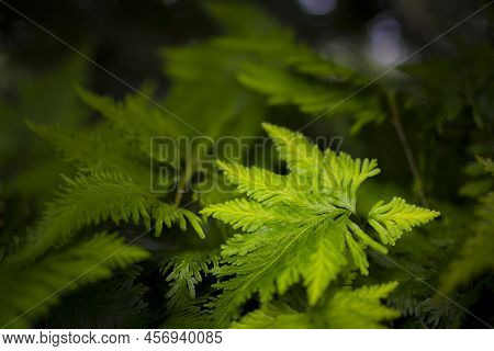 Selaginella Umbrosa Shady Moss Fern In Close-up And Detail. Beauty In Nature. Selective Focus. Used 