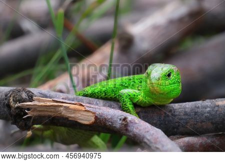 Green Lizard On Branch, Green Lizard Sunbathing On Branch, Green Lizard Climb On Wood, Jubata Lizard