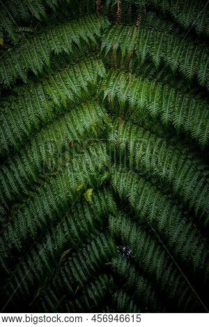 Vertical Shot Of Hanging Maidenhair Fern Leaves. Latin Name: Adiantum Macrophyllum. Vibrant Green Co