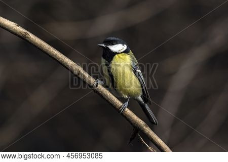 The Great Tit (parus Major) Is A Bird In Fields, Forests And Farms.