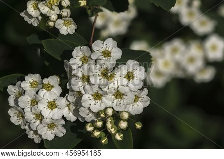 Spirea (spiraea Nipponica) In Early Spring In The Park.
