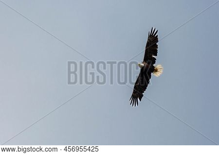 Bald Eagle (haliaeetus Leucocephalus) Flying In A Blue Sky In Northern Wisconsin, Horizontal