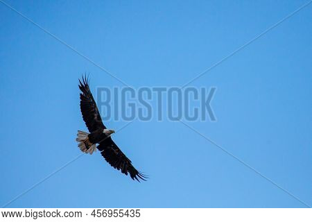 Bald Eagle (haliaeetus Leucocephalus) Flying While Carrying A Fish With Copy Space, Horizontal