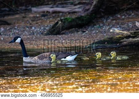 Canada Goose (branta Canadensis) Swimming And Watching Over Goslings, Horizontal