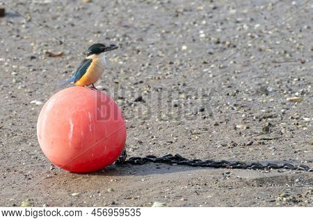 New Zealand Kingfisher On Orange Buoy In Tauranga Harbour.