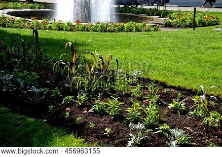 Planting Perennials In Flower Beds. Annual Rebates Are Various Crescent Trees Cut Between The Terrai