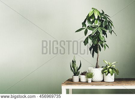 Pachira Aquatica And Houseplants