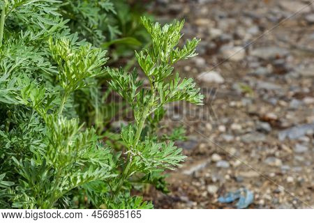 Bright Green Wormwood Bush. The Concept Of Growing Garden, And Medicinal Plants.
