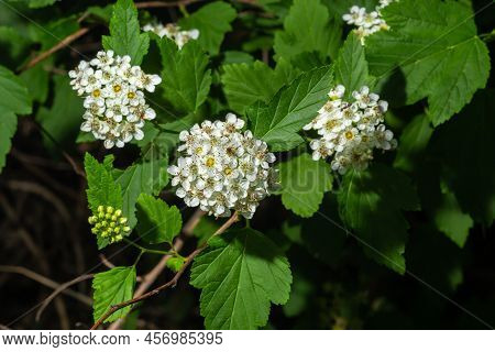 Flowering Ninebark Shrub Close Up. Physokarpus Capitatus, Commonly Called Pacific Ninebark Or Tall N