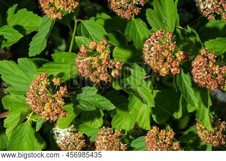 Flowering Ninebark Shrub Close Up. Physokarpus Capitatus, Commonly Called Pacific Ninebark Or Tall N
