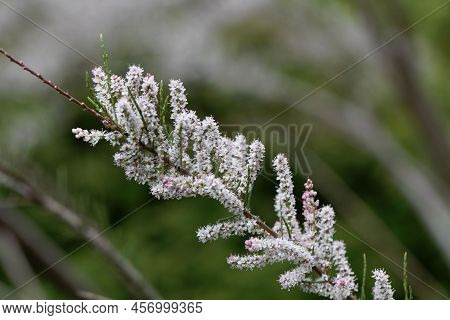 Flowers Of The Tamarix Species Tamarix Tetrandra