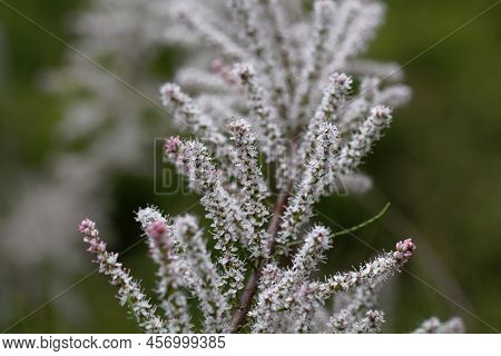 Flowers Of The Tamarix Species Tamarix Tetrandra