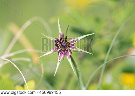 Flower Of A Purple Salsify, Tragopogon Porrifolius