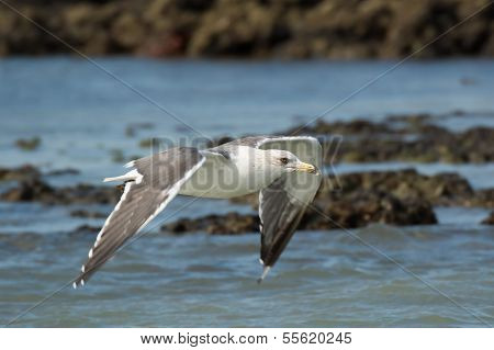 Lesser Black-backed Gull (larus Fuscus)