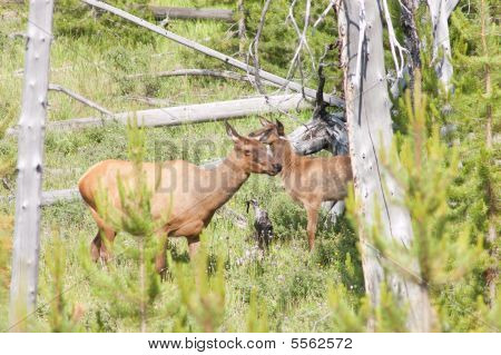 Elk vaca e bezerro