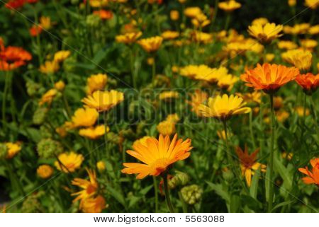 Calendula Officinalis