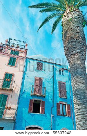 Blue Building And Palm