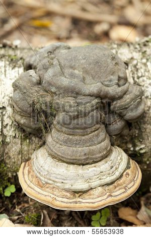 Fomes Fomentarius