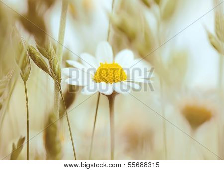 amazing wild daisies are on retro photos.