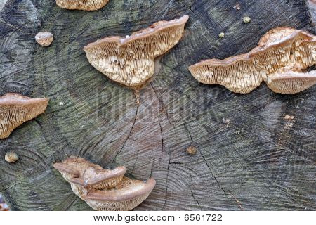 Holz Pilze auf einen Stub-Hintergrund