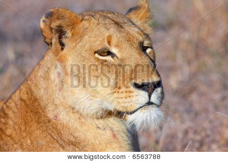 Lev (panthera Leo) detail